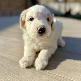 Blue boy.Bandit - Parti male Goldendoodle puppy in Twin Falls, Idaho from Magic Valley Family Doodles