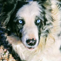 Charm - White and blue merle female Border Collie puppy in Newton, South Dakota from Pinpoint Border Collies