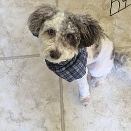 Bentley - Bernedoodle