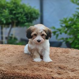 Cavachon, Cavalier King Charles Spaniel, Cavapoo, and Havanese Puppies from Peaks Pups & Cavachon Love Chocolate Cavaliers, Cavaliers, Cavachon’s, Cavapoos & Havanese