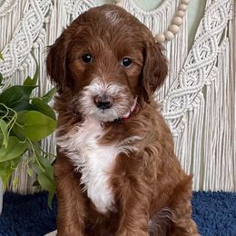Kate - Red  female Goldendoodle puppy in Jonesboro, Arkansas from Honeysuckle Creek Goldendoodles