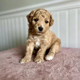 Cap'n Crunch - Apricot male Goldendoodle puppy in Taylorsville, North Carolina from Heartfelt Doodles