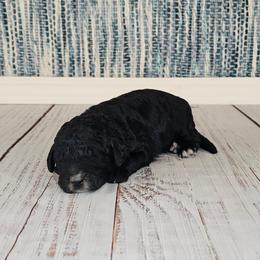 Anna - Black female Goldendoodle puppy in Guthrie, Oklahoma from Edmond Doodles, LLC