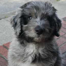 Aussiedoodles from Piperton Pups