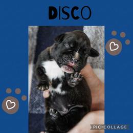 Disco - Brindle male Boxer puppy in Perry, Michigan from Boxer Boulevard