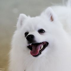 American Eskimo Dogs from Shalom American Eskimos