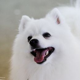 American Eskimo Dogs from Shalom American Eskimos