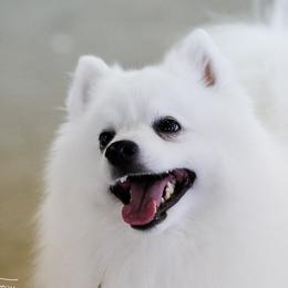 American Eskimo Dogs from Shalom American Eskimos