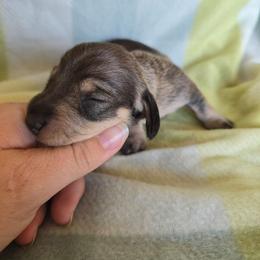 Wild Boar - Wild boar and cream female Dachshund puppy in Great Falls, Montana from Green Dragon Kennel
