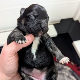 Yellow Girl - Suvi - Black and tan female Lapponian Herder puppy in Prattsburgh, New York from Maalattu Koirankoppi Lapponian Herders