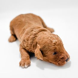 Yelena - Apricot female Goldendoodle puppy in Valley Center, California from AweStrunk Farms