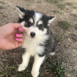 Vegas - Black female Pomsky puppy in Mc Minnville, Oregon from West Coast Pomskies