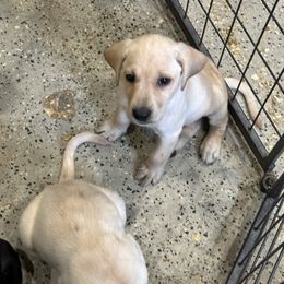 Boy 5 - Yellow Labrador Retriever puppy in Moyock, North Carolina from Rose Breyer Retrievers