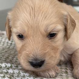 Orange Girl - Cream female Goldendoodle puppy in Colorado Springs, Colorado from Pikes Peak Doodles