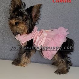 Camila - Yorkshire Terrier