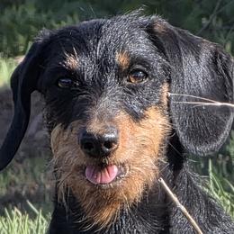 Dachshunds from Invading Weiners : AKC Miniature Wirehaired Dachshunds