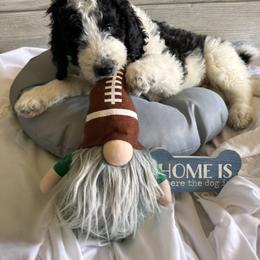 Bernedoodle, Cockapoo, and Goldendoodle Puppies from Avery Doodle Day LLC