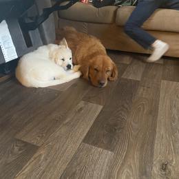 Golden Retriever Puppies from Golden Barnes Kennel