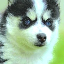 Pomsky puppies from Way too cute Pomskies