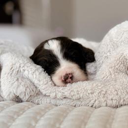 Aurora, Girl - Brown and white female Bernedoodle puppy in Maricopa, Arizona from Desert Ridge Doodles