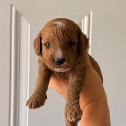 Lulu - Red  female Goldendoodle puppy in Sacramento, California from GoldenDoodle Love