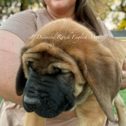 Sloane - Apricot female Mastiff puppy in Wewoka, Oklahoma from P Diamond Mastiffs