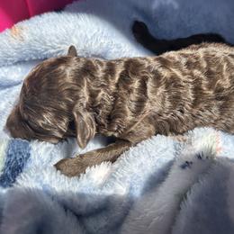 Poodle puppies from Paws & Kisses