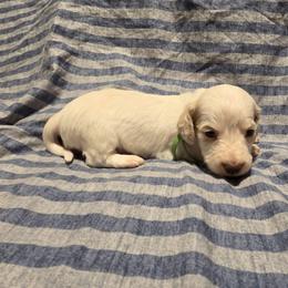 AKC Green Collar - Piebald male Dachshund puppy in Mesa, Arizona from Diamondback Doxie
