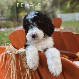 Jenna - Tri-color female Bernedoodle puppy in Glenwood, New Mexico from Brush Fire Doodles