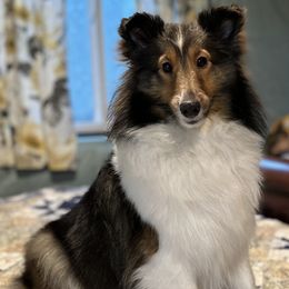 Shetland Sheepdogs from Rollinghills Breeders