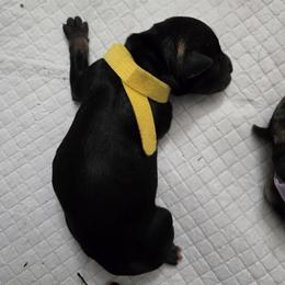 Boy 2 - male Miniature Schnauzer puppy in Hurst, Texas from SSPuppy - Sophisticated Schnauzers