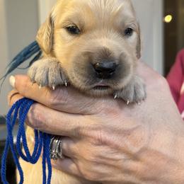 Blue, Green, Orange, Yellow, Aqua, Forest-white - Light golden male Golden Retriever puppy in Yuba City, California from Family Loved Golden Retrievers