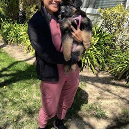 German Shepherd Puppies from Von Gonzalez Kennel
