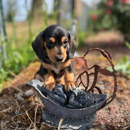 Mr. T - Black and tan male Dachshund puppy in Harrisburg, Oregon from Funny Farm Dachshunds