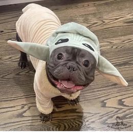 Boston Terrier, Bulldog, and French Bulldog Puppies from Tracy’s TLC Club