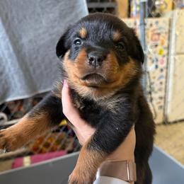 Lainey - Black and tan female Rottweiler puppy in Mcminnville, Oregon from JHB Rottweilers