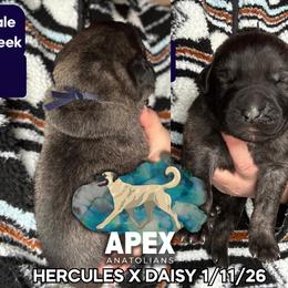 H.D Dark Blue Boy - Brindle male Anatolian Shepherd Dog puppy in Frenchtown, Montana from Apex Anatolians