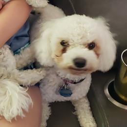 Winter - Bichon Frise