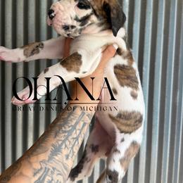 Mochi - Brindle female Great Dane puppy in Michigan from Ohana Great Danes of Michigan