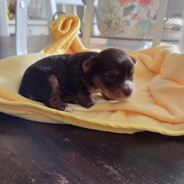Fiona - Chocolate, tan and white female Yorkshire Terrier puppy in Clarksburg, Indiana from Hidden Gems Parti Yorkies