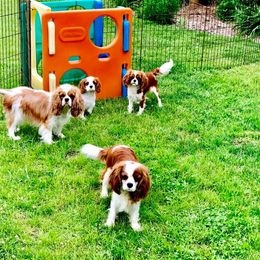 Cavalier King Charles Spaniel Puppies from Bella Fleur Cavaliers
