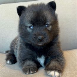 Emerald - Wolf sable female Pomsky puppy in Tonasket, Washington from Washington Pomskies