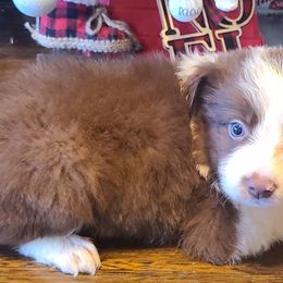 Girl 3 - Red Border Collie puppy in Florida from The George's dogs and puppies