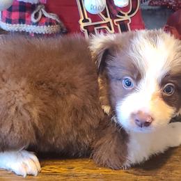 Girl 3 - Red Border Collie puppy in Florida from The George's dogs and puppies