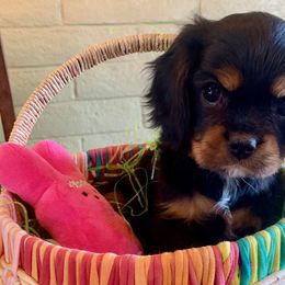 Yoko - Black and tan Cavalier King Charles Spaniel puppy in Tucson, Arizona from Abbey Road Cavaliers