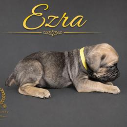 Ezra - Fawn female Cane Corso puppy in Elkhart, Indiana from Martins Almighty Cane Corsos