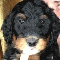 Goldendoodles and Irish Doodles from PollyWally Doodle