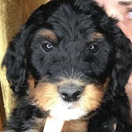 Goldendoodles and Irish Doodles from PollyWally Doodle