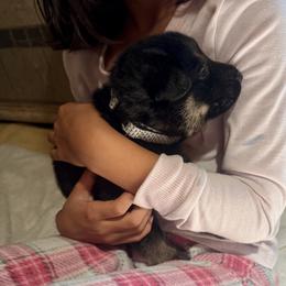 Mint Girl - Black and red female German Shepherd puppy in Rolesville, North Carolina from Ransomshire Shepherds