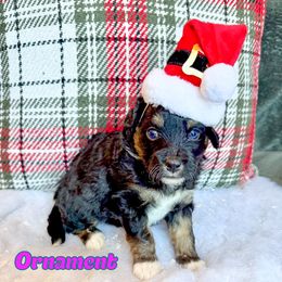 Ornament - Tri-color female Bernedoodle puppy in Banner Elk, North Carolina from Walnut Tree Bernedoodles